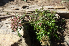 Daucus carota hispanicus