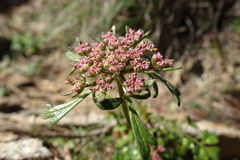 Daucus carota hispanicus