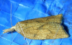 Sparganothis xanthoides