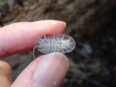 Armadillidium peraccae