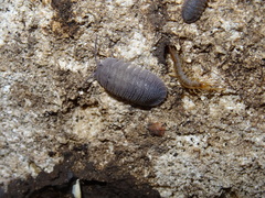 Armadillidium peraccae