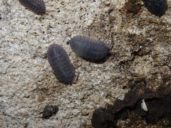 Armadillidium peraccae