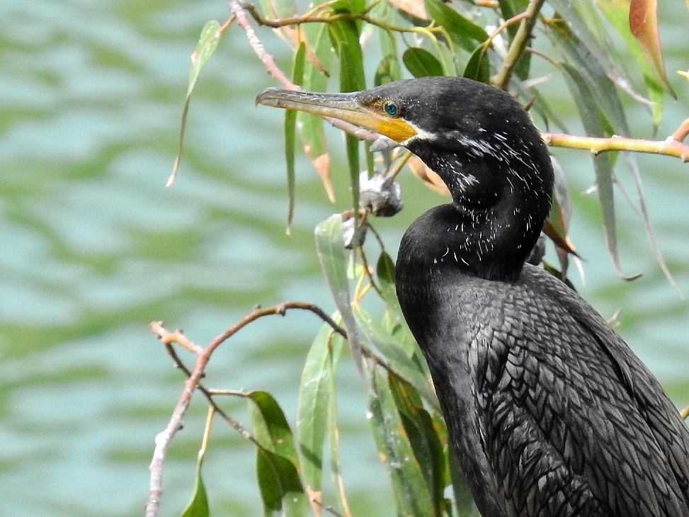 Neotropic Cormorant (Nannopterum brasilianum)
