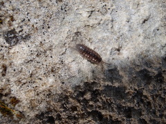 Chaetophiloscia sicula