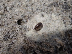 Chaetophiloscia sicula