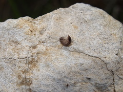 Chaetophiloscia sicula