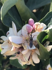 Zelus renardii