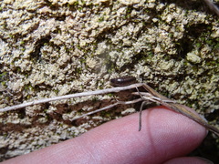 Chaetophiloscia sicula