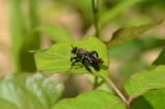 Laphria flavicollis