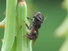 Notocyrtus depressus