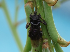 Notocyrtus depressus