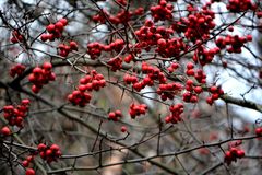 Crataegus persimilis