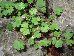 Geranium rotundifolium
