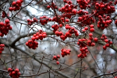 Crataegus persimilis