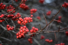 Crataegus persimilis
