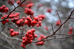 Crataegus persimilis