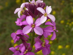 Erysimum scoparium