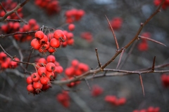Crataegus persimilis