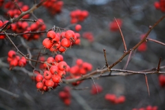 Crataegus persimilis