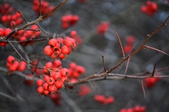 Crataegus persimilis