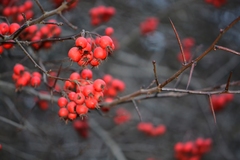 Crataegus persimilis