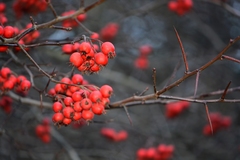 Crataegus persimilis