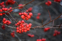 Crataegus persimilis
