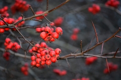 Crataegus persimilis