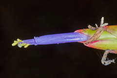 Tillandsia tricolor image