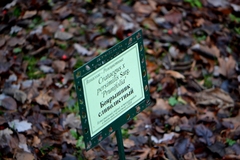 Crataegus persimilis