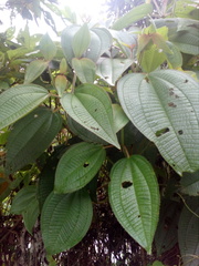 Miconia aeruginosa