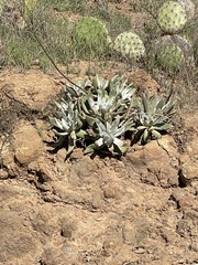 Dudleya virens