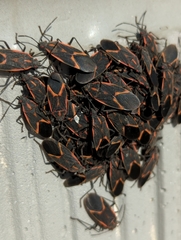 Boisea trivittata
