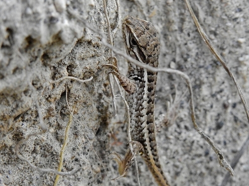 Günther's Whorltail Iguana, Stenocercus guentheri
