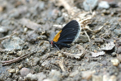 Eutrepsia inconstans