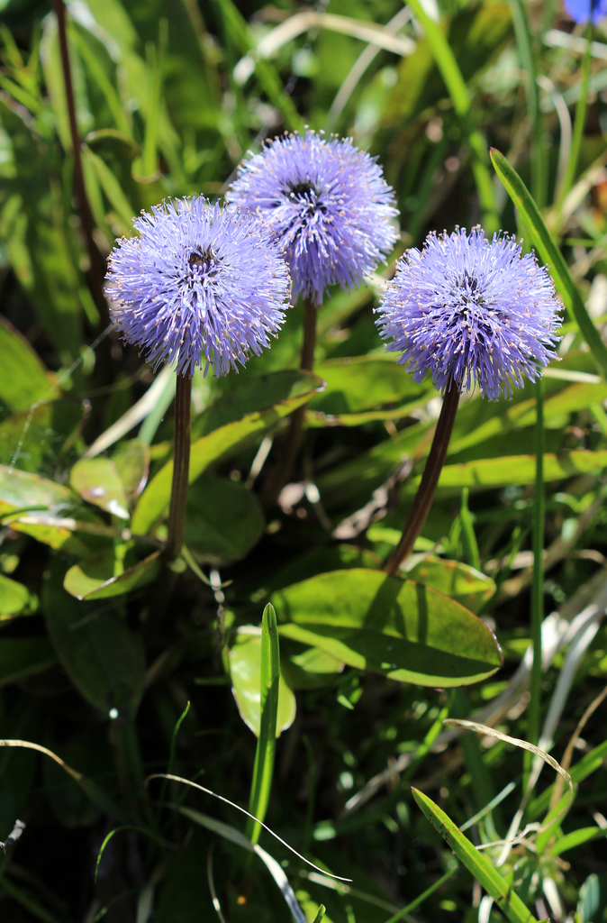 globe flowers