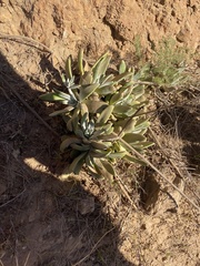 Dudleya virens