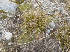 Carex wakatipu