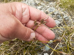 Carex wakatipu