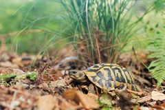 Testudo hermanni hermanni