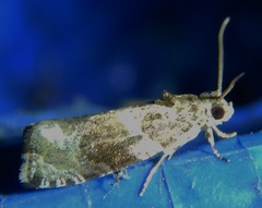 Olethreutes brevirostratum