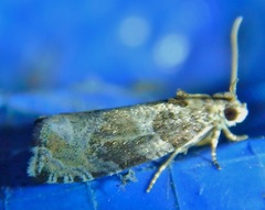 Olethreutes brevirostratum