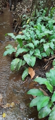 Lagenandra toxicaria