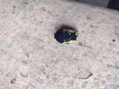 Gymnetis