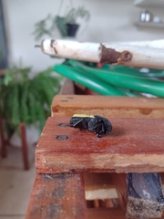 Gymnetis