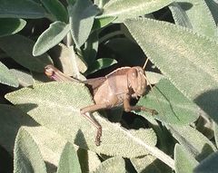 Acanthacris ruficornis