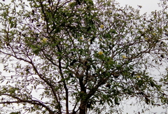 Rauvolfioideae
