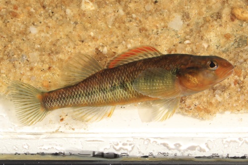 Roanoke Darter