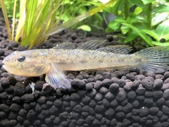 Ctenogobius boleosoma