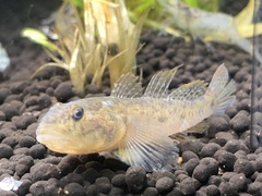 Ctenogobius boleosoma